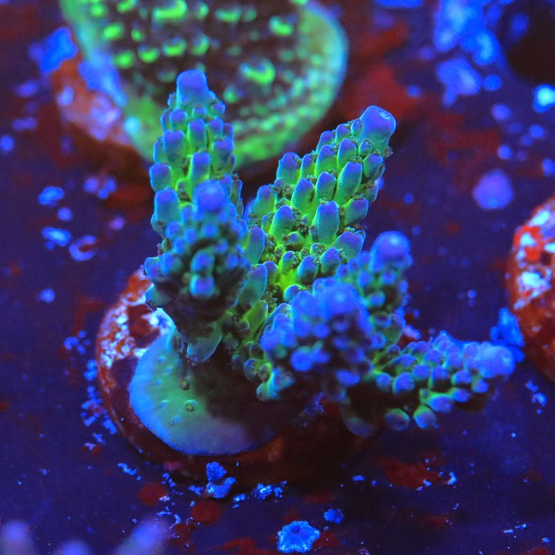 Aussie Blue Tip Acro WYSIWYG