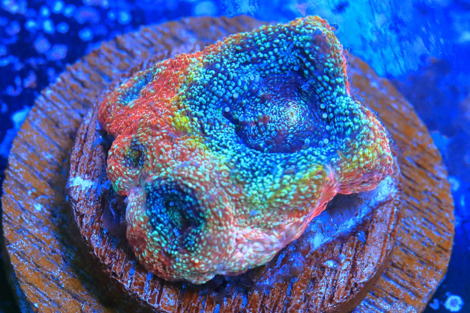 Ultra Grade Homophyllia Bowerbanki Ultra Grade Homophyllia Bowerbanki