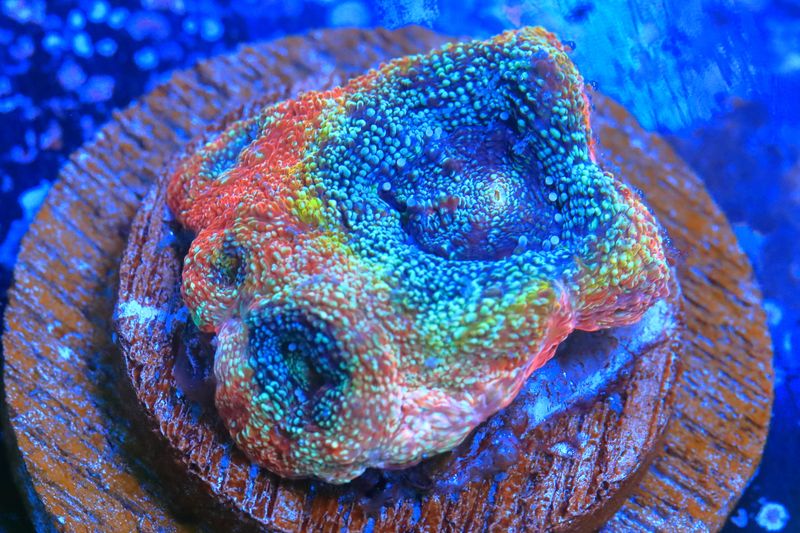Ultra Grade Homophyllia Bowerbanki