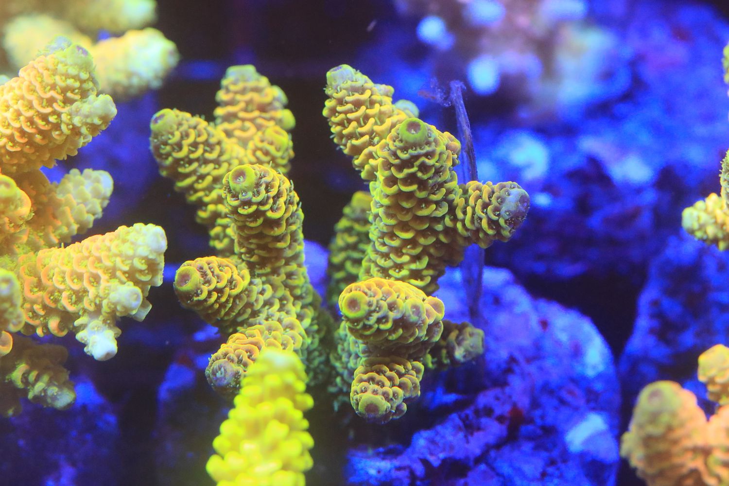 Yellow Millepora Acro Micro colony (Maricultured) WYSIWYG