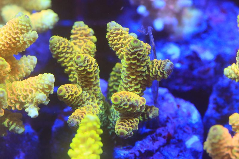 Yellow Millepora Acro Micro colony (Maricultured) WYSIWYG
