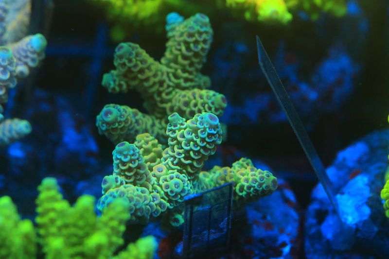 Rainbow Milli colony (Maricultured) WYSIWYG