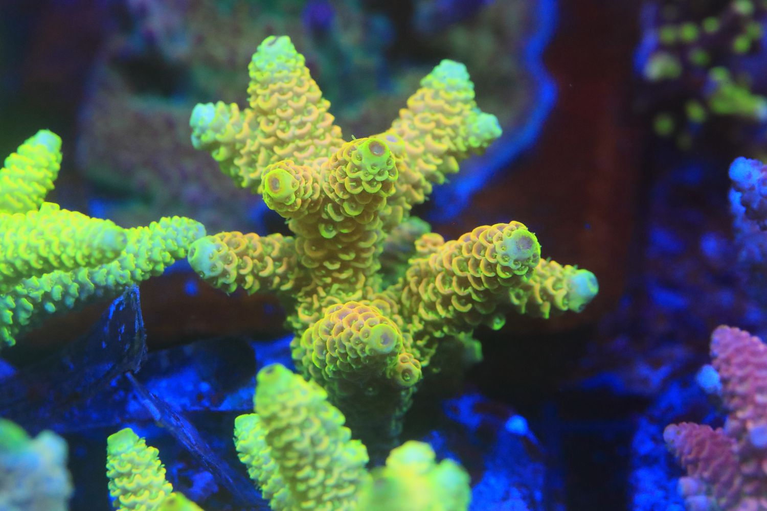 Sunset Milli mini colony (Maricultured) WYSIWYG