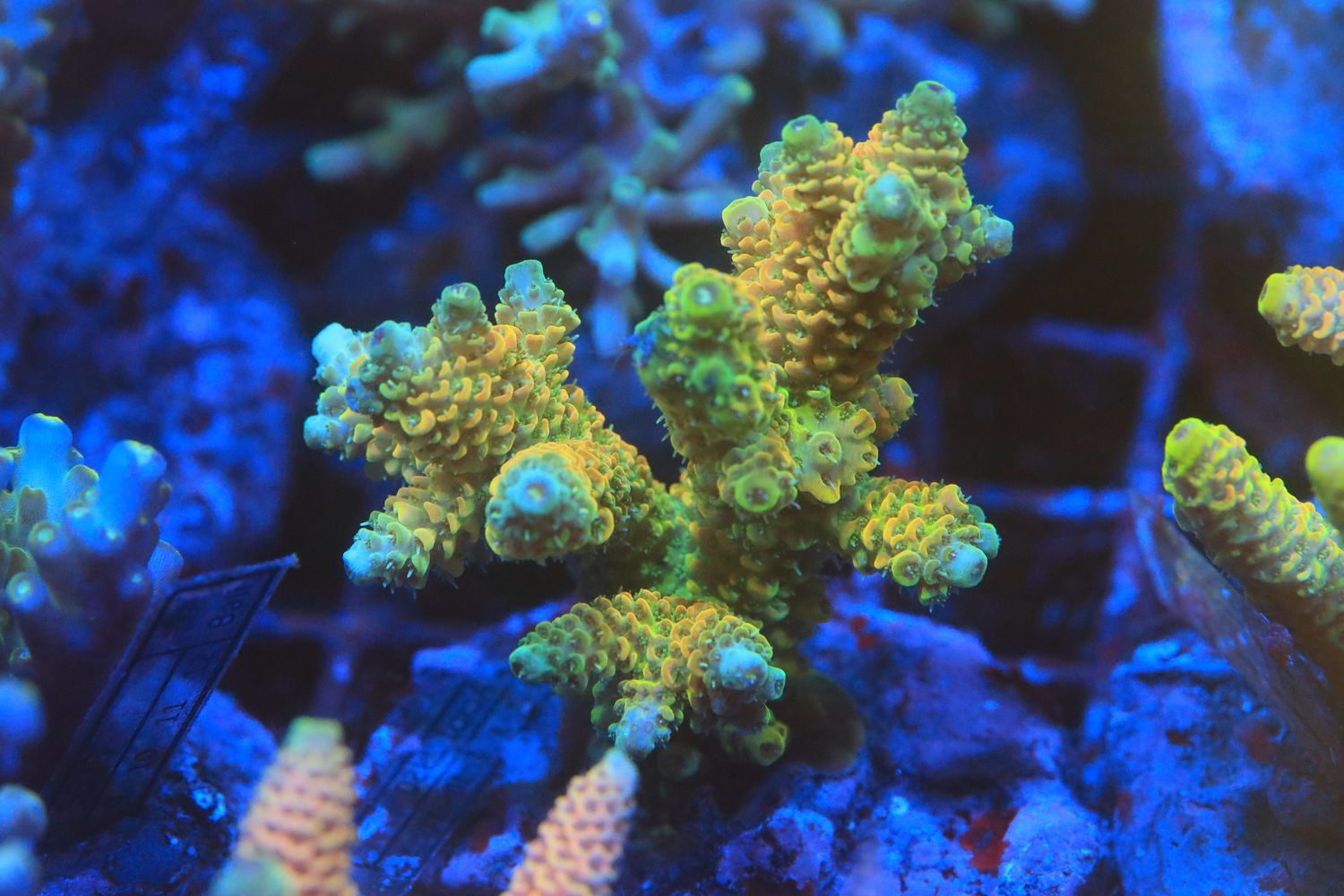 Orange/Yellow  Milli Micro colony (Maricultured) WYSIWYG