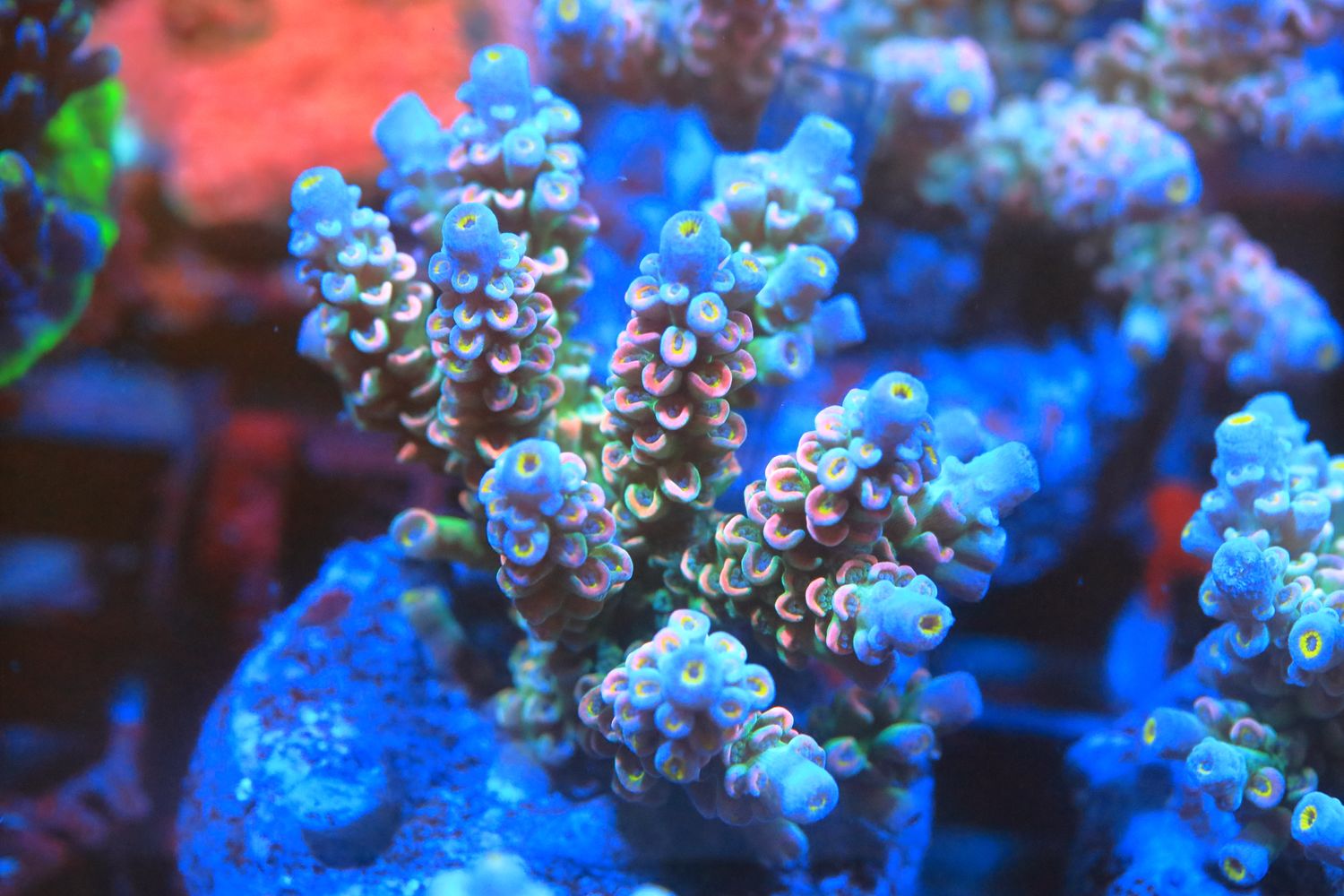 Rainbow Tenuis Acro Micro colony (Maricultured)