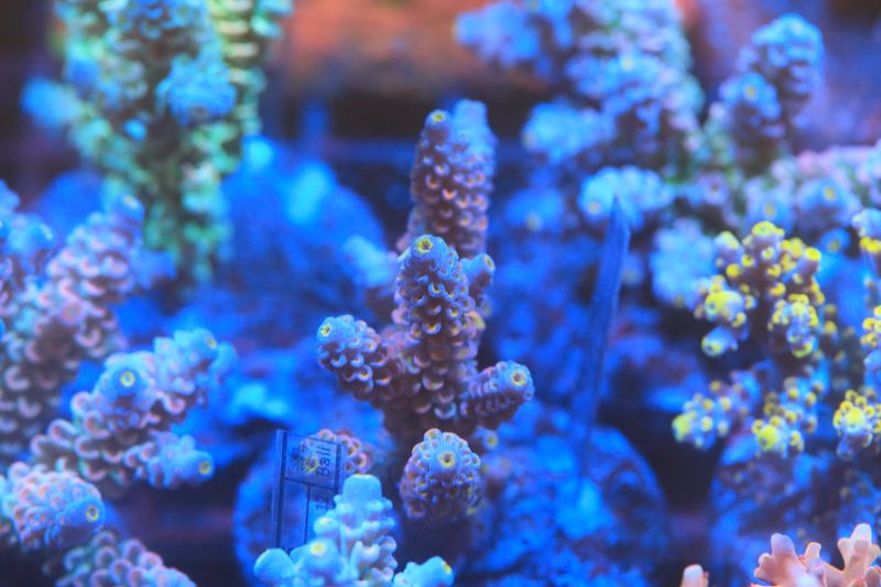 Pink Rainbow Tenuis Micro colony (Maricultured) WYSIWYG