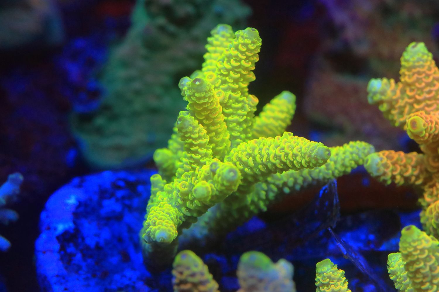 Glowstick Milli Micro colony (Maricultured) WYSIWYG