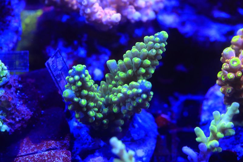 Joker Acro Micro colony (Maricultured)