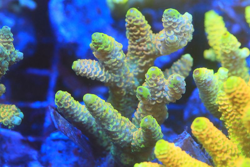 Orange/Yellow  Milli Micro colony (Maricultured) WYSIWYG