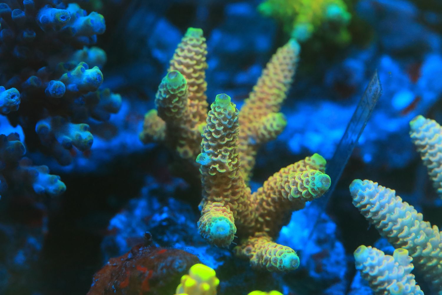 Acid Trip Milli  Acro Micro colony (Maricultured)