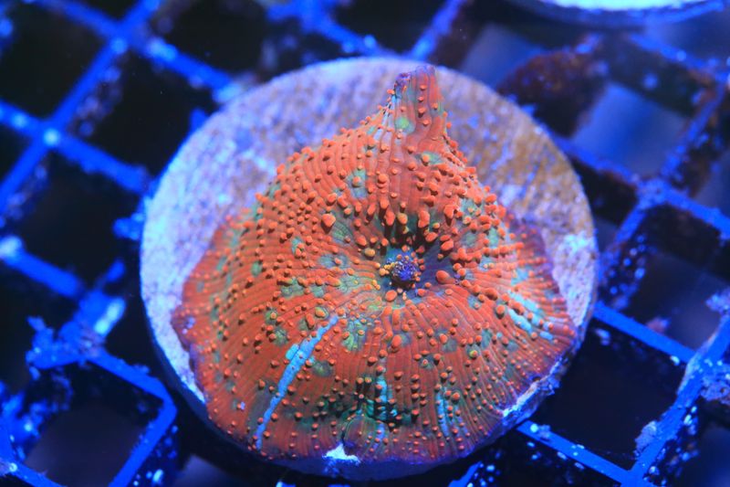 Red Skittles Mushroom with blue stripes WYSIWYG