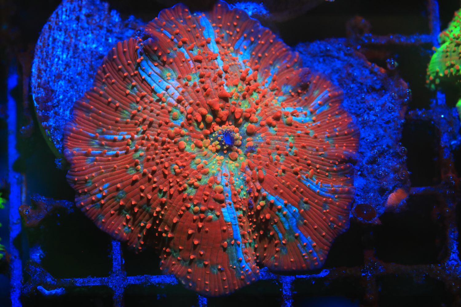 Red Skittles Mushroom with blue stripes WYSIWYG