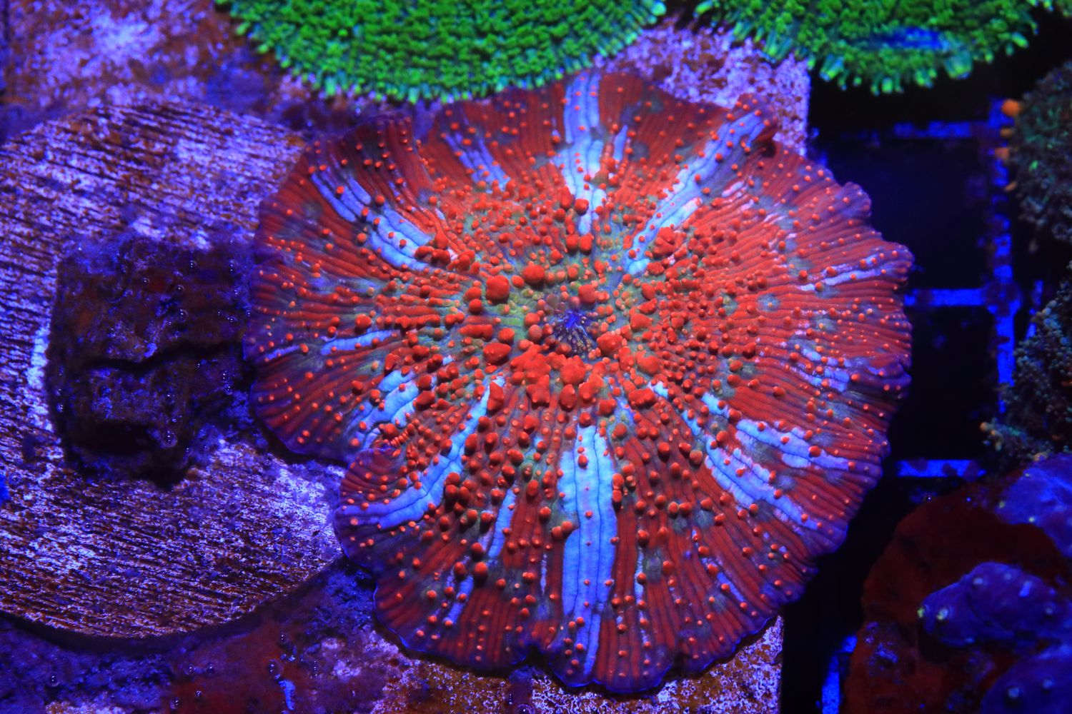 Red Skittles Mushroom with blue stripes WYSIWYG