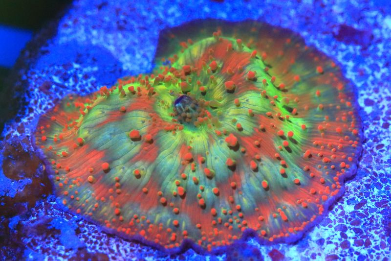 Leopard pattern Skittles Mushroom  WYSIWYG