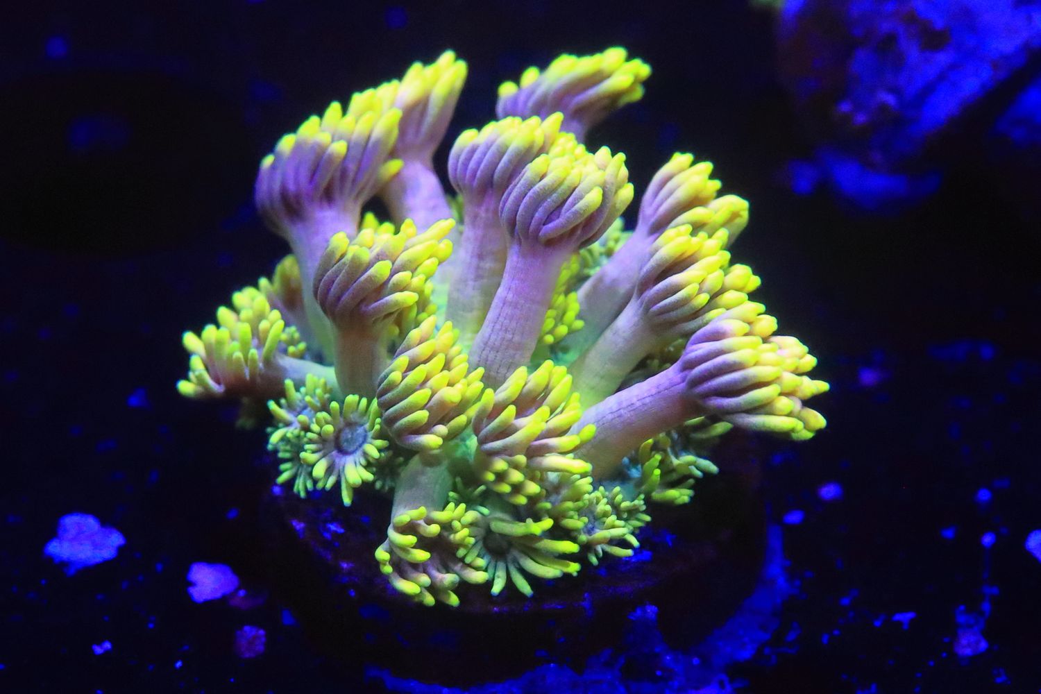 Extremely bright flouro goniopora with pink tinge