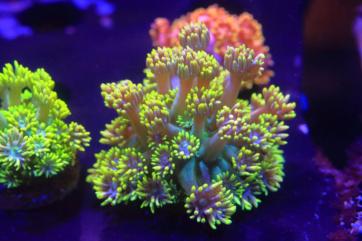 Extremely bright flouro goniopora with pink tinge