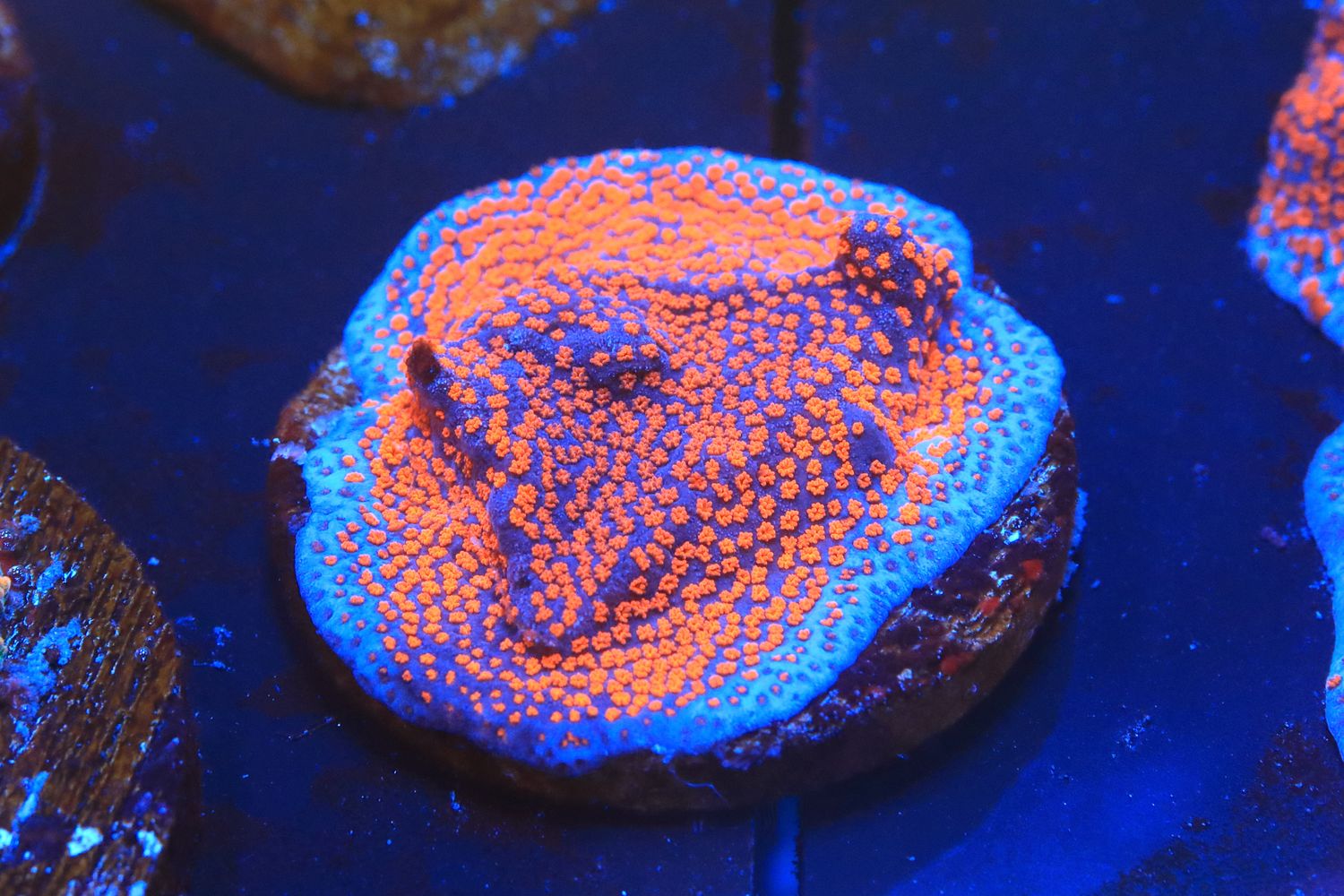 Superman Montipora (on 1inch disc)