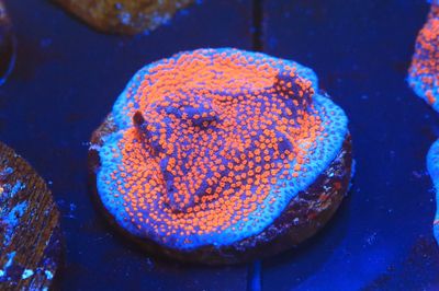 Superman Montipora (on 1inch disc) Superman Montipora (on 1inch disc)