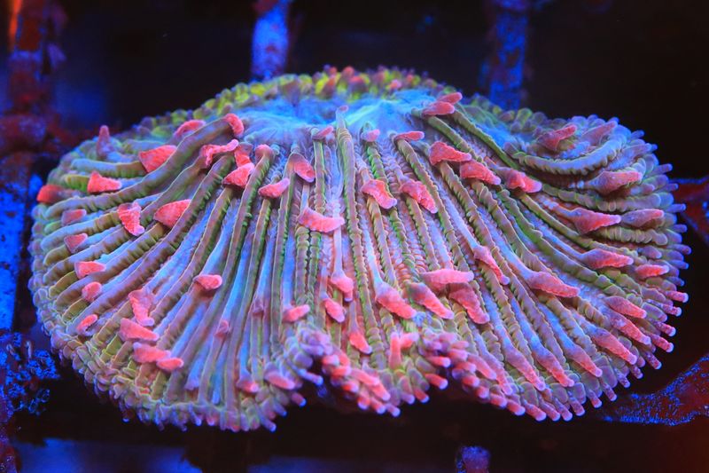 Special Red Diaseris fragment - plate coral WYSIWYG