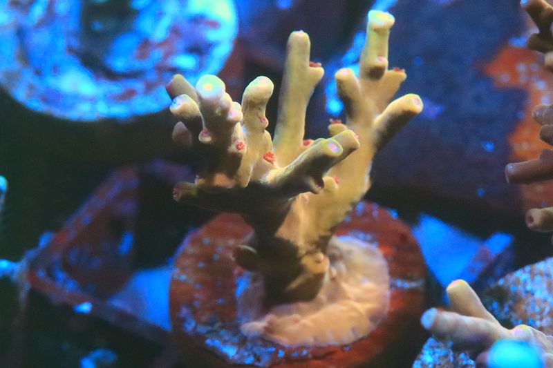 Ruby Dragon Acropora WYSIWYG