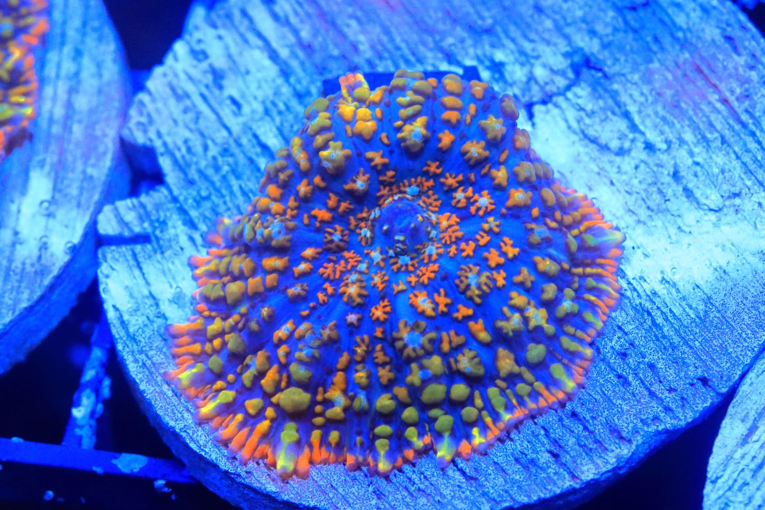 Wacky Races Rhodactis (IV) WYSIWYG