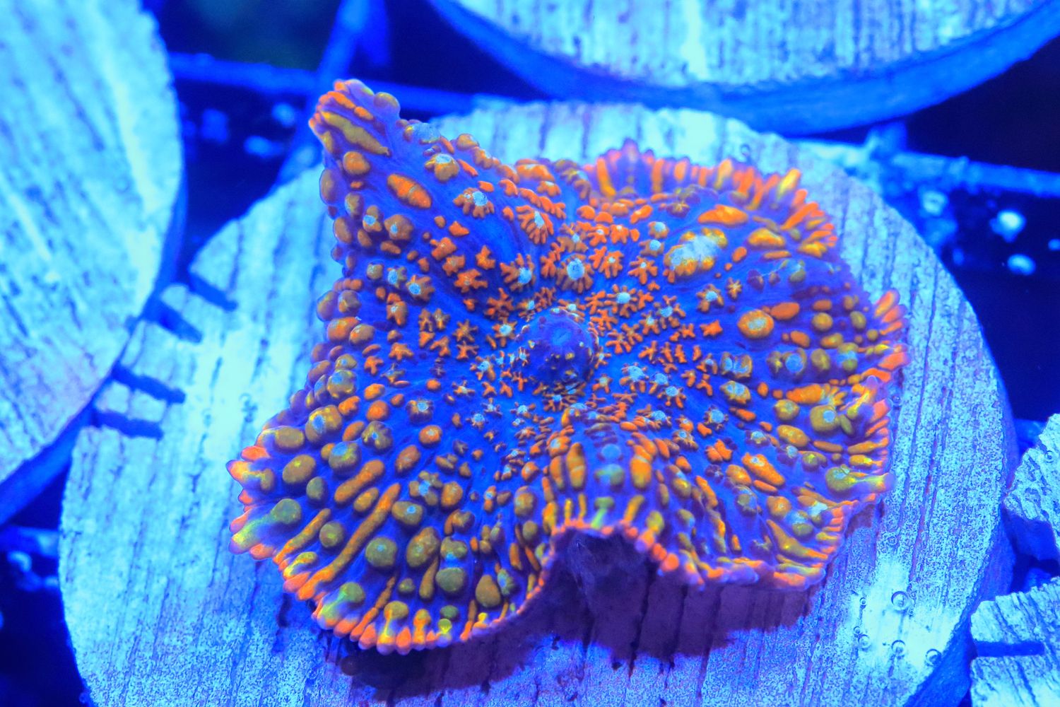 Wacky Races Rhodactis (IIII) WYSIWYG