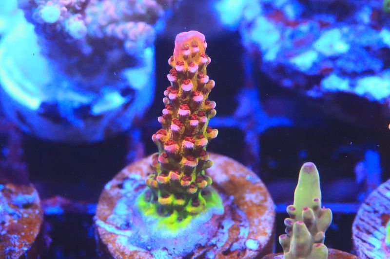 PC Rainbow Acropora small WYSIWYG