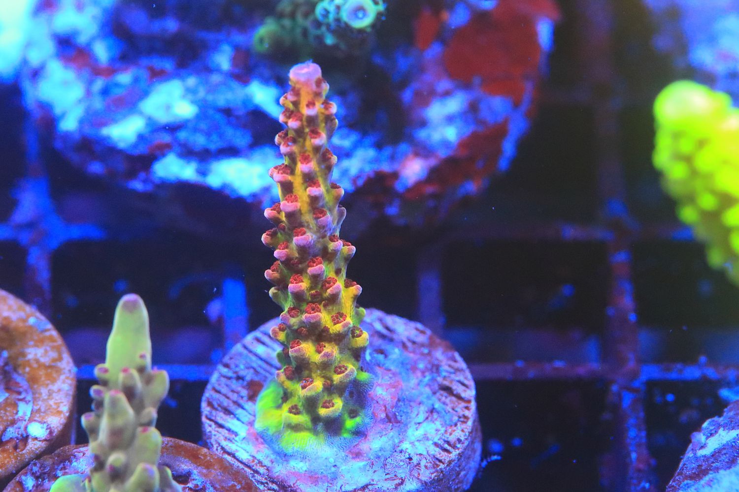 PC Rainbow Acropora small WYSIWYG PC Rainbow Acropora small WYSIWYG