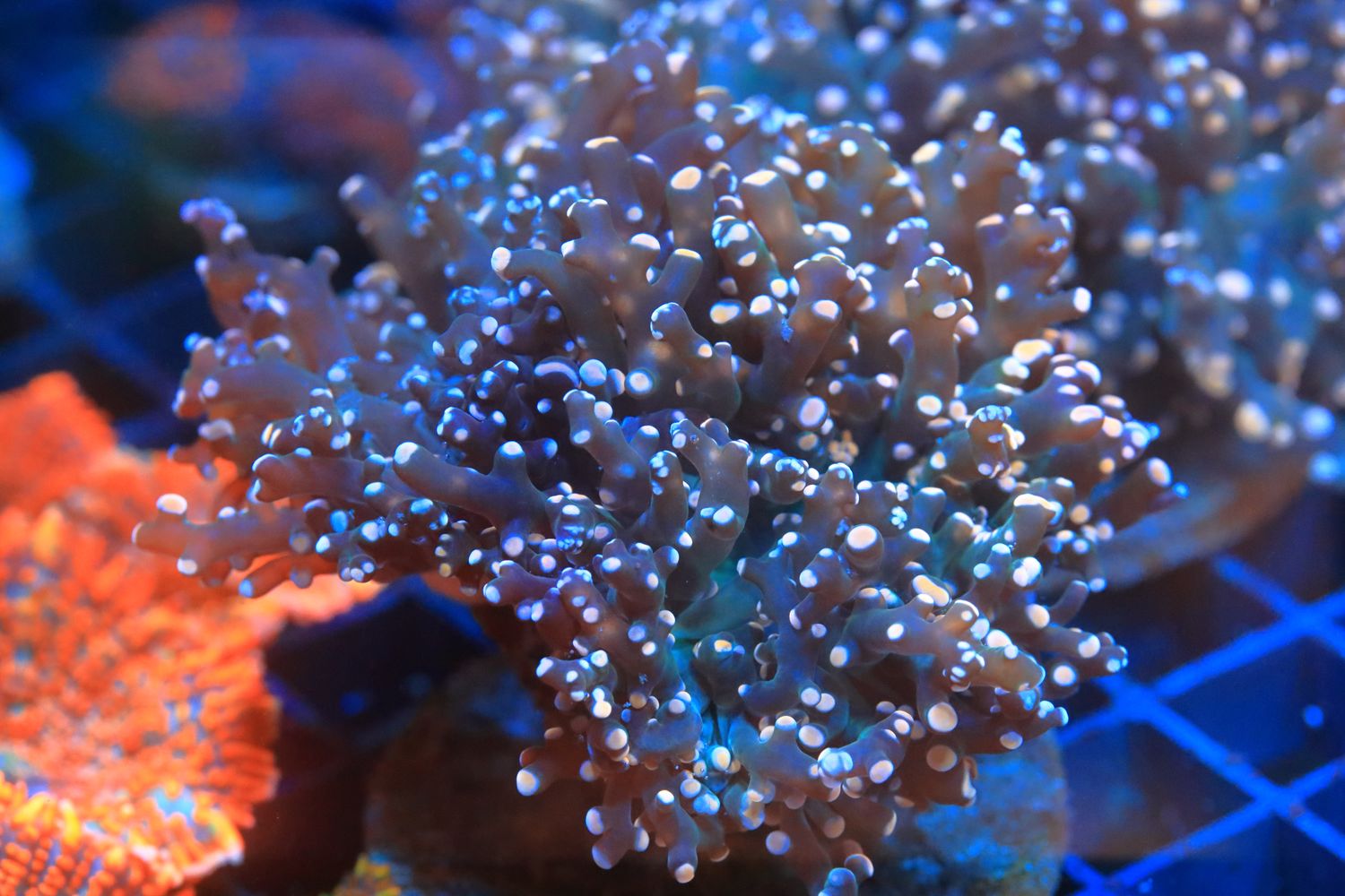 Salmon Pink Frogspawn (Branching) - double head