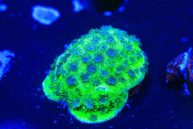 Space Lamp Astreopora