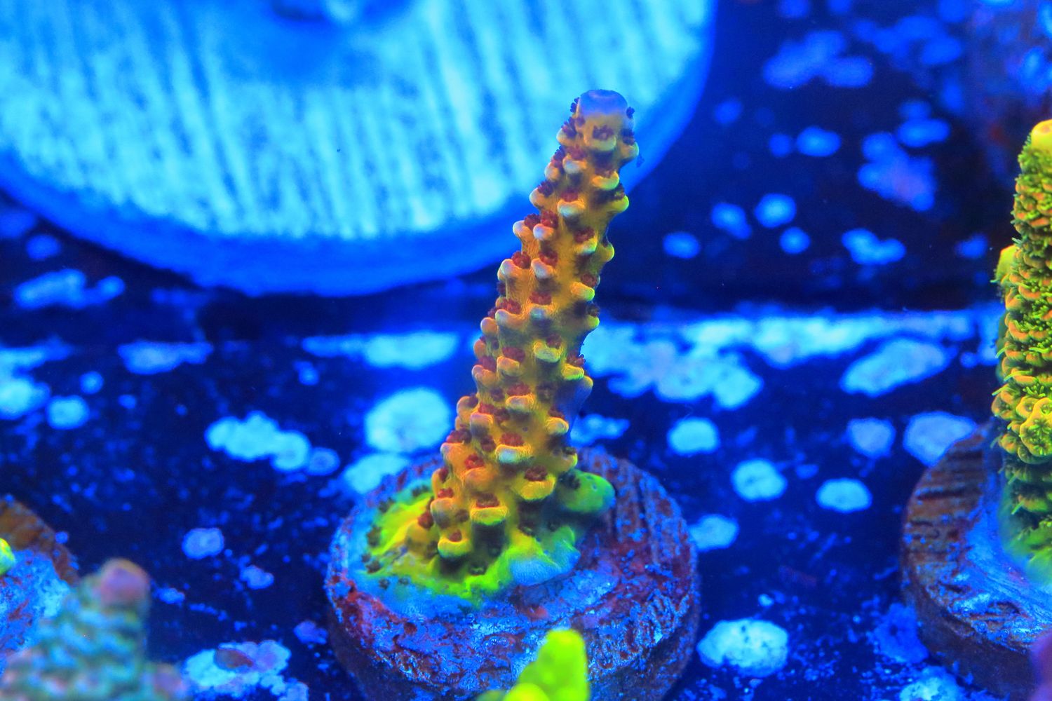 Baby PC rainbow acro WYSIWYG