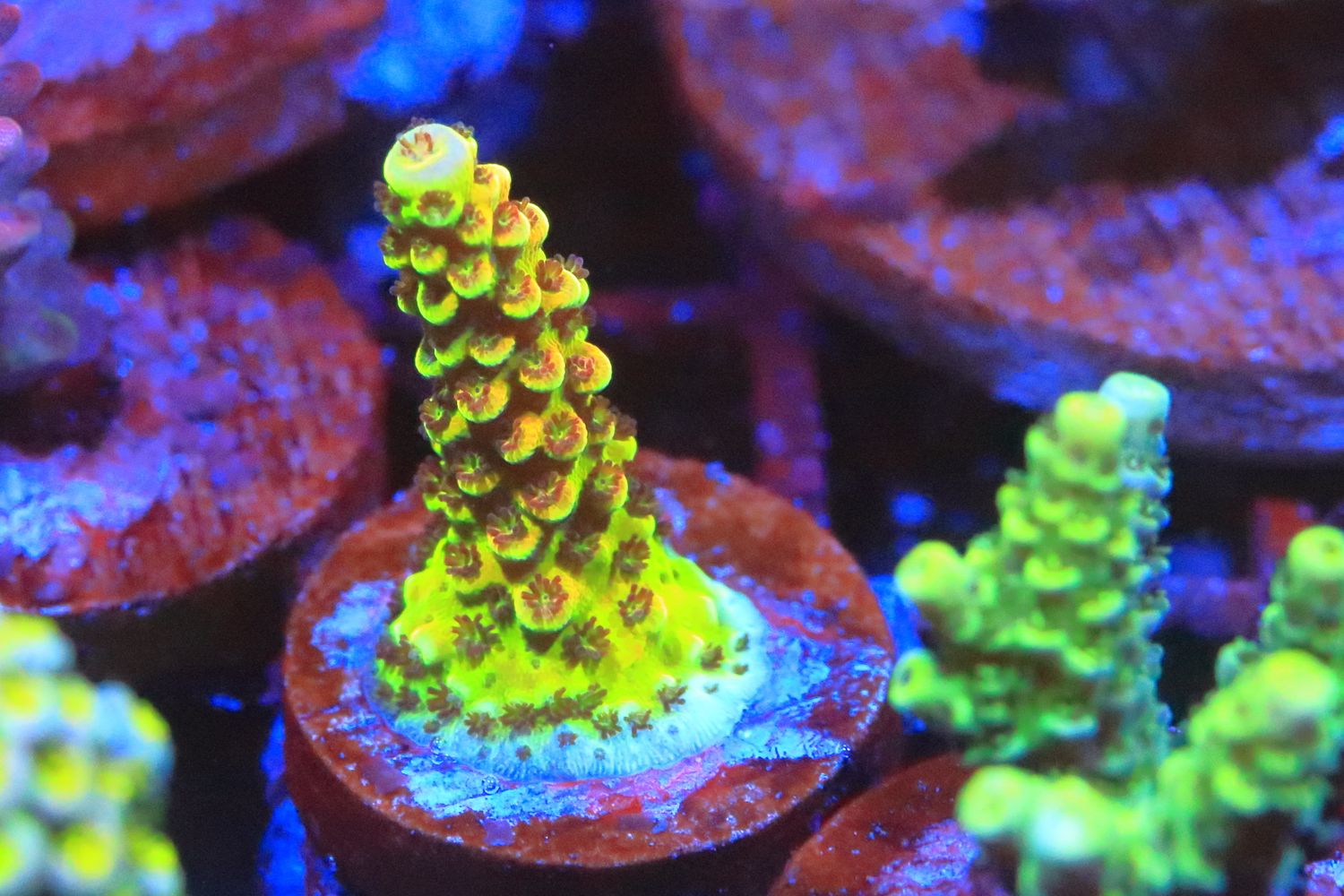 Sourberry acro WYSIWYG