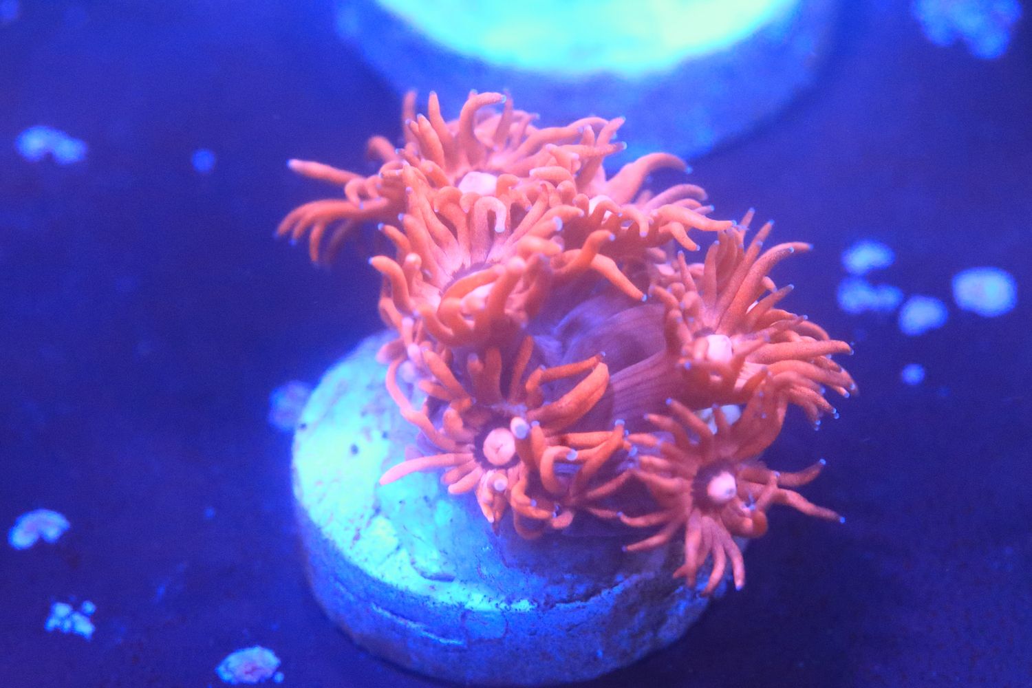 Indo pink mouth Red Goni - Small