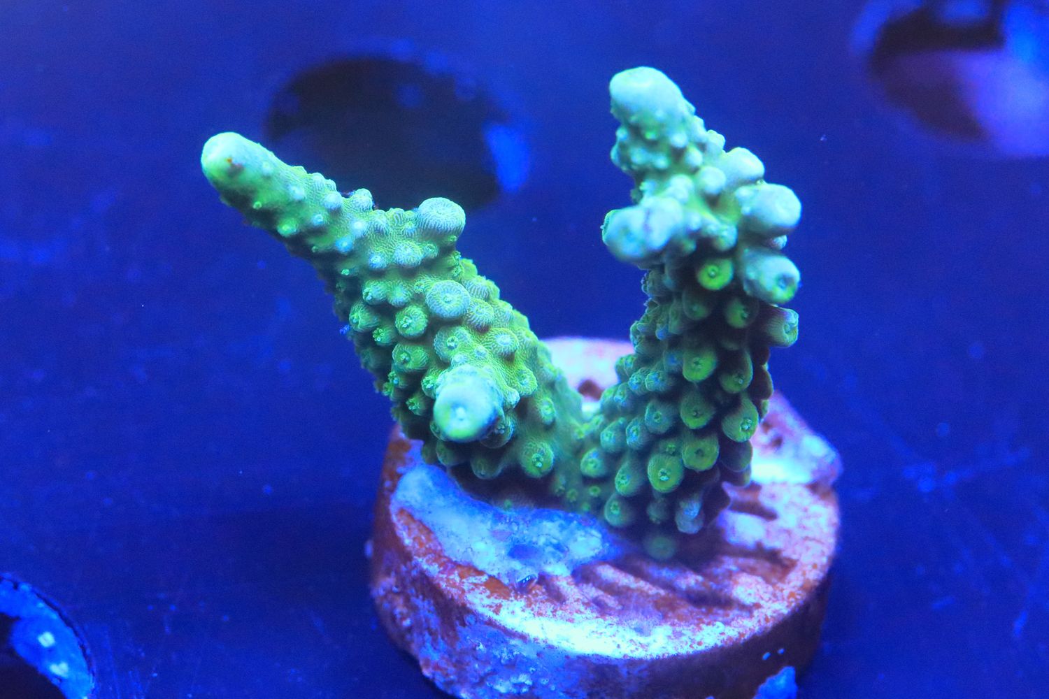 Rumplestiltskin acro WYSIWYG