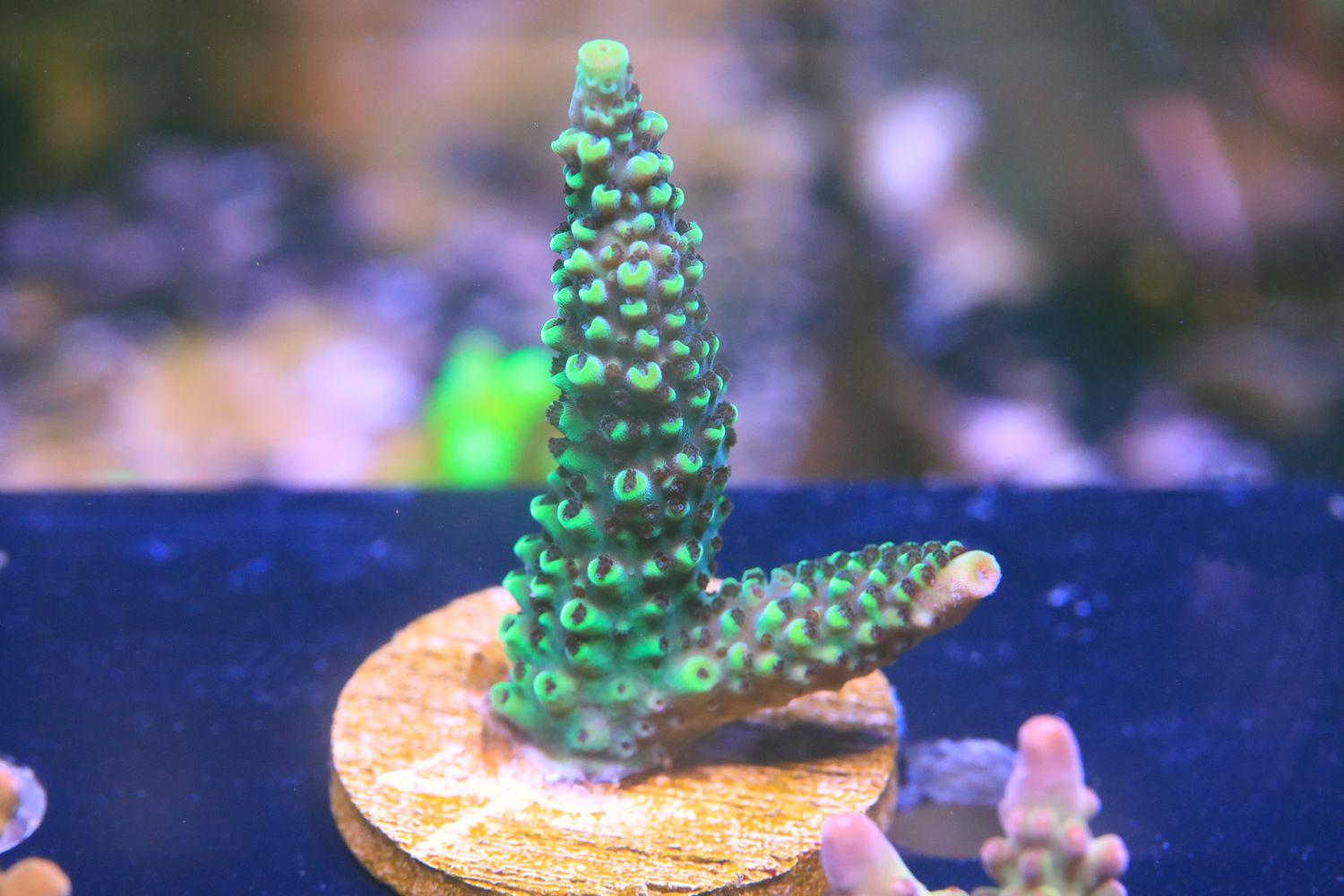 Snakeskin acro WYSIWYG