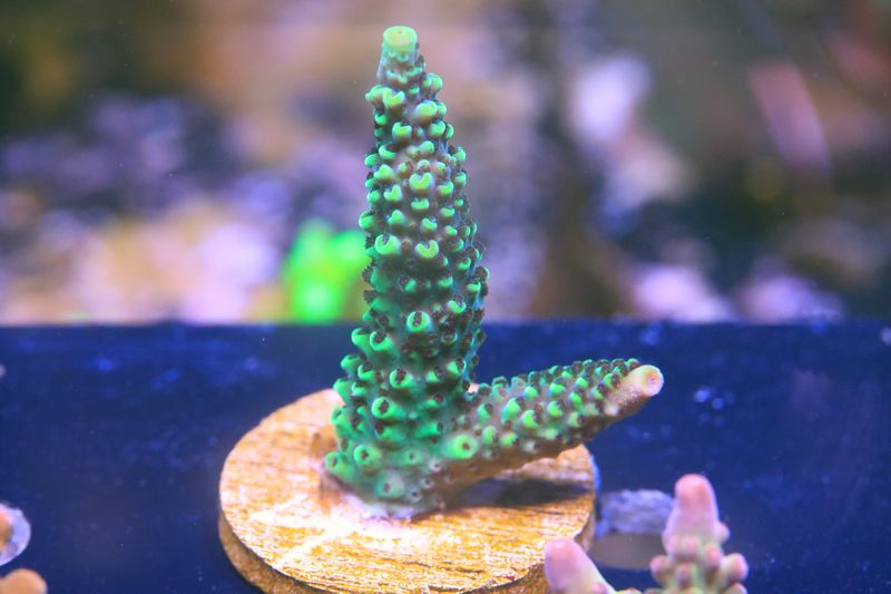 Snakeskin acro WYSIWYG