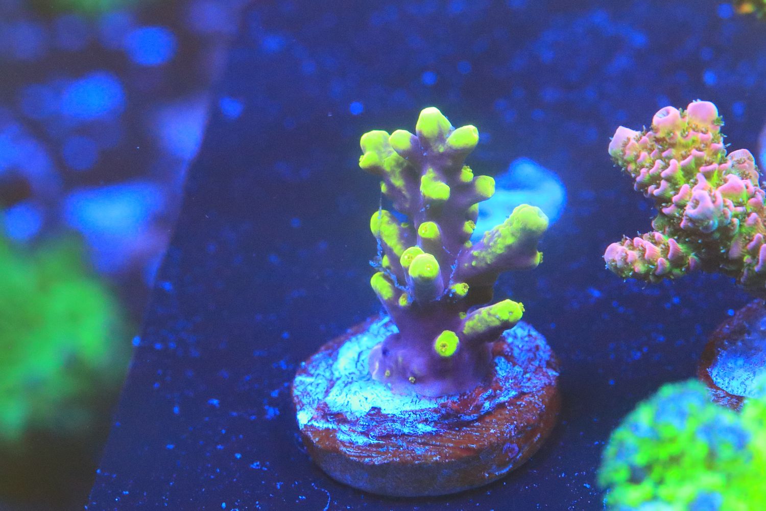 Yellow tip 'Ferrari' acro - WYSWYG