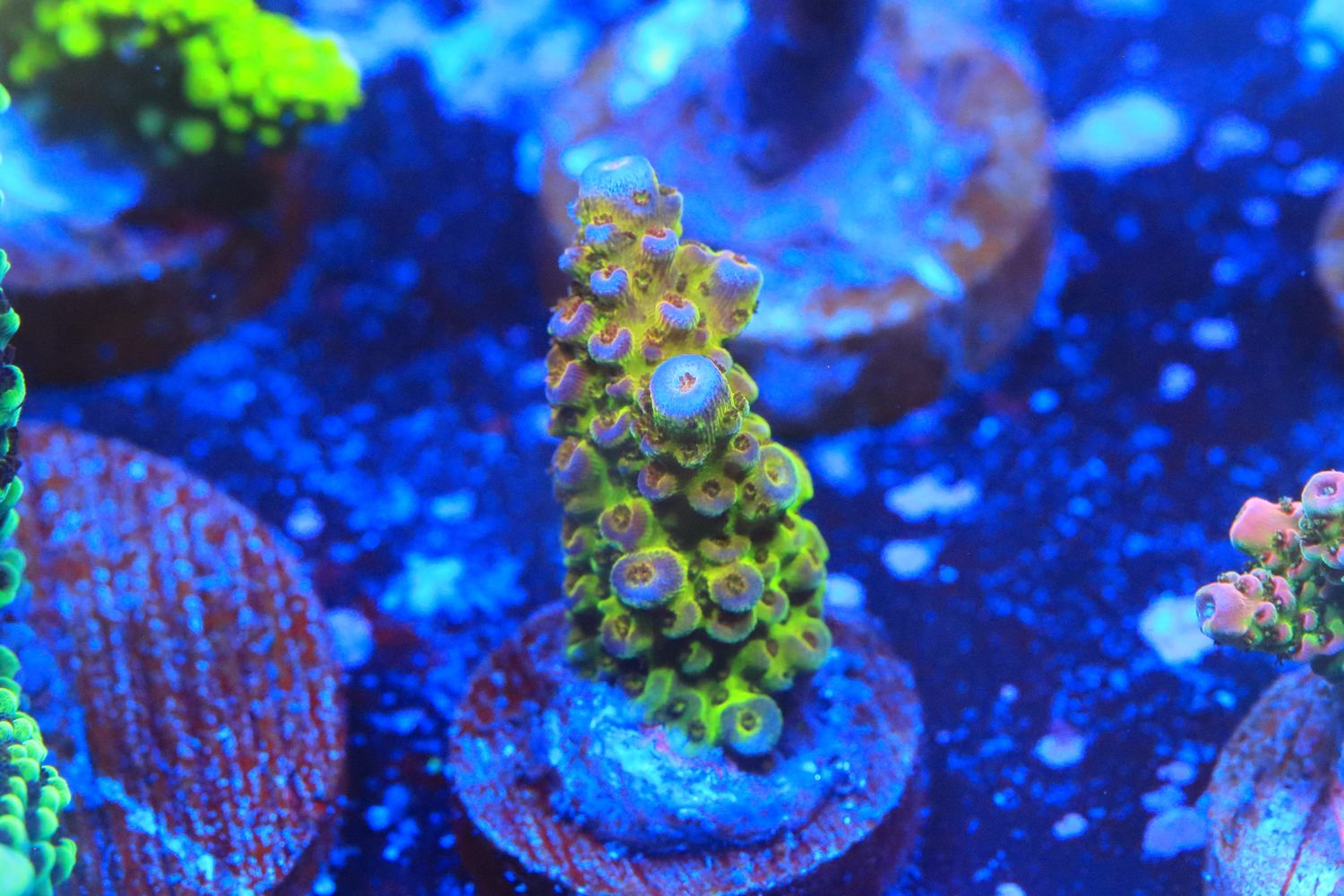 General Gogol acro WYSIWYG