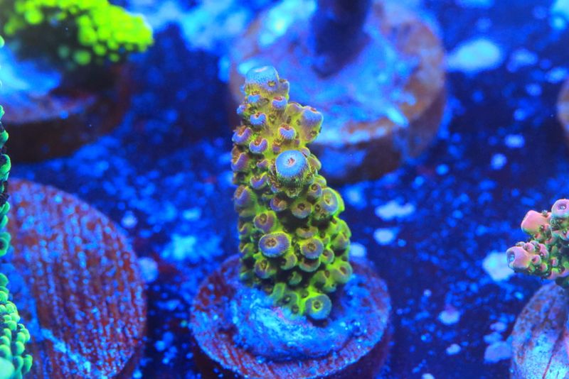 General Gogol acro WYSIWYG