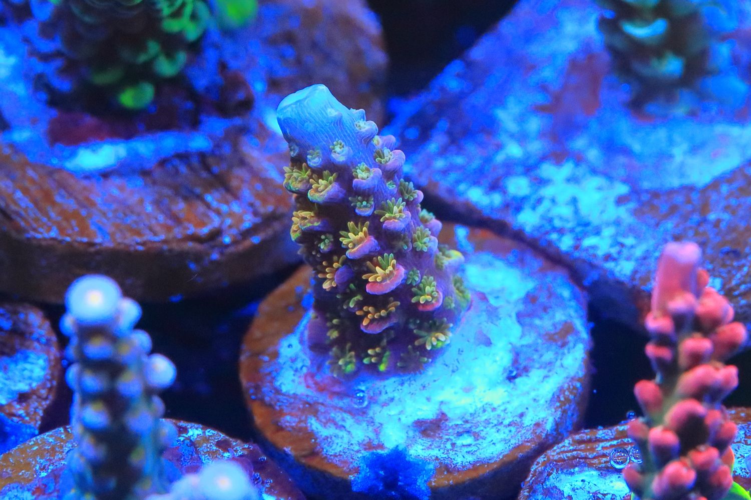 Below Deck acro nubbin