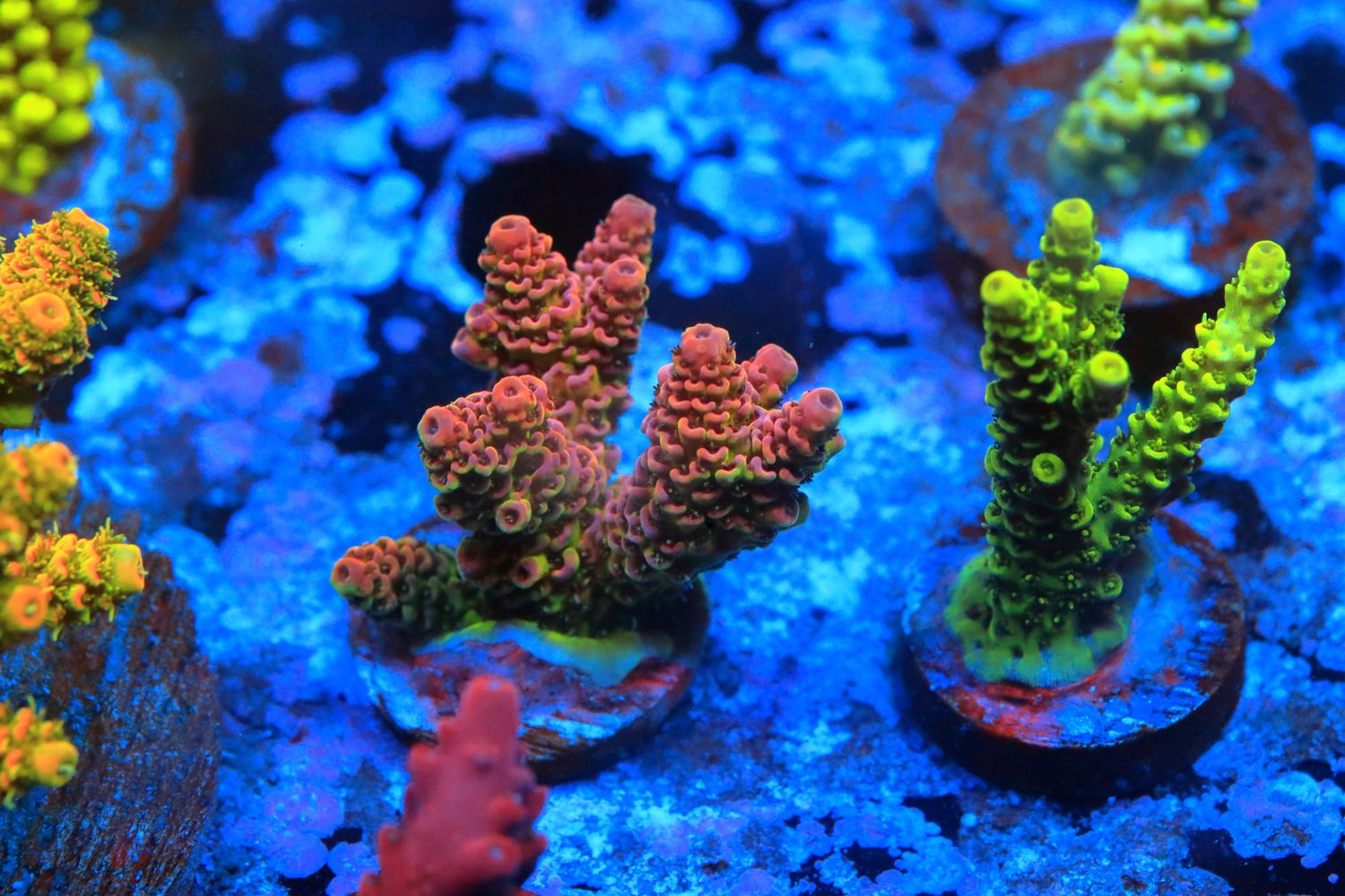 Pink Hyacinthus WYSIWYG