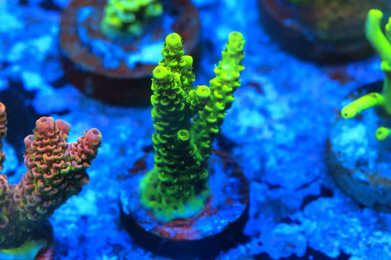 Yellow/green tabling acro (unidentified) WYSIWYG