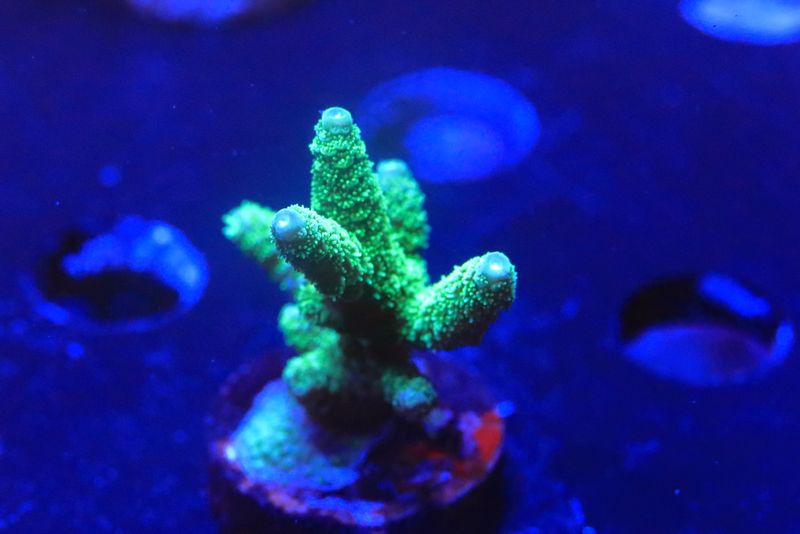 Little green milli  WYSIWYG