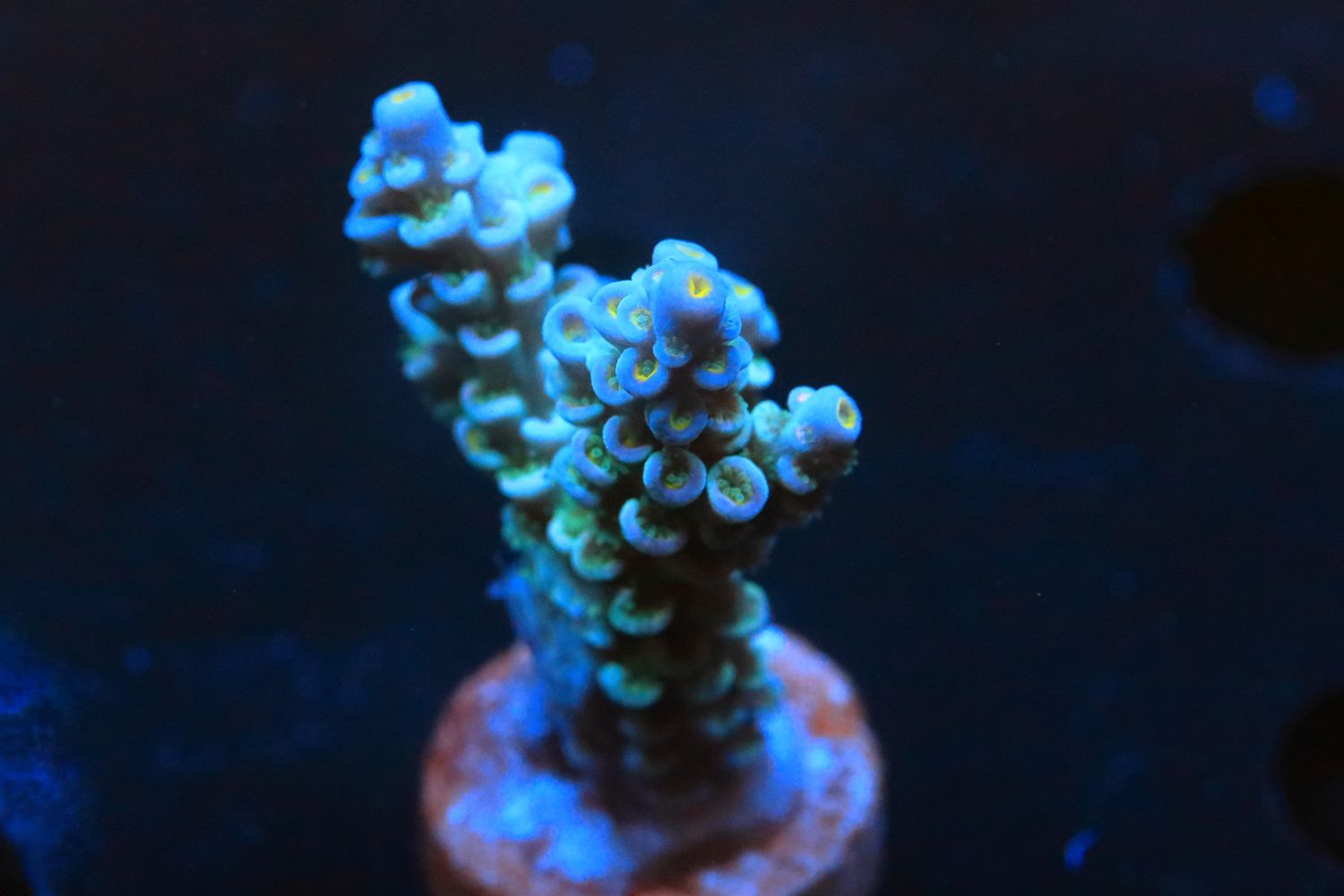 Pale  Blue Tenuis