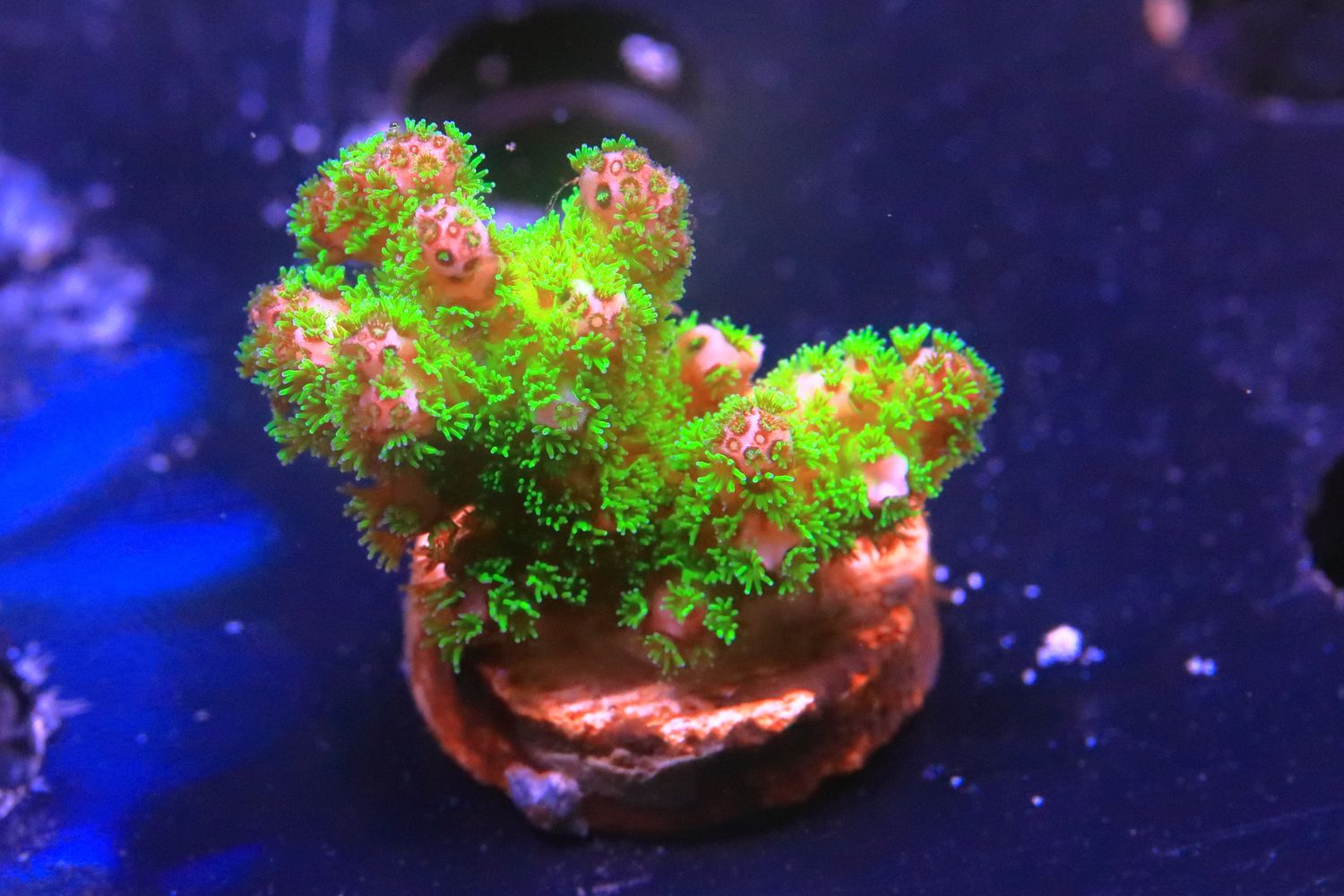 Pink tip fluoro pocillopora