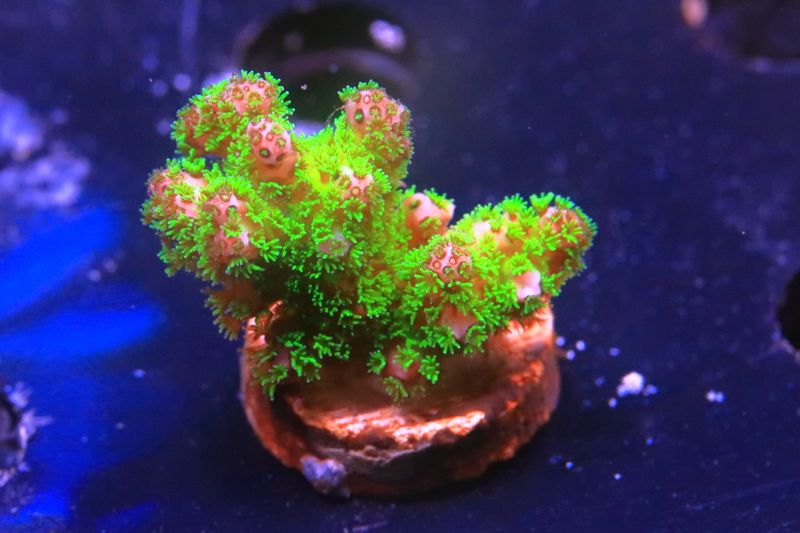 Pink tip fluoro pocillopora