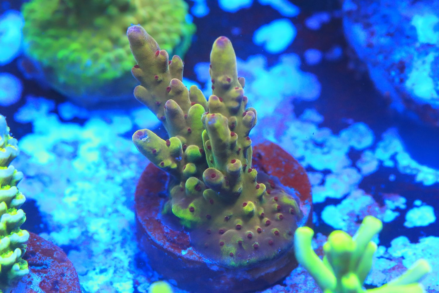 Budgie smuggler Acropora small WYSIWYG