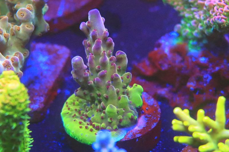 Budgie smuggler Acropora  WYSIWYG