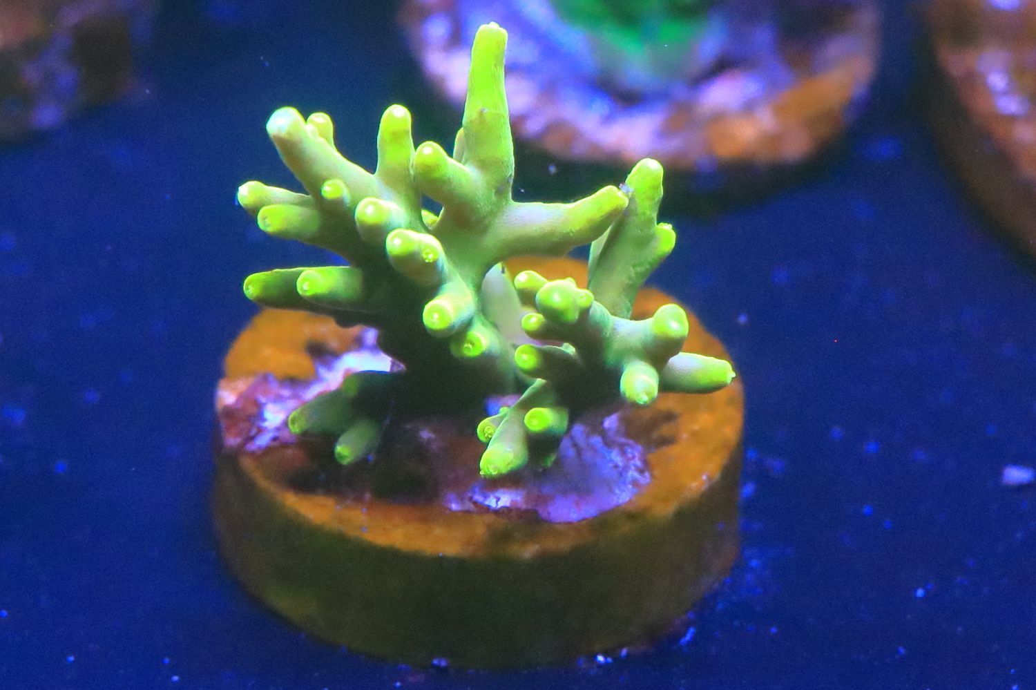 Small golden dragon acro WYSIWYG