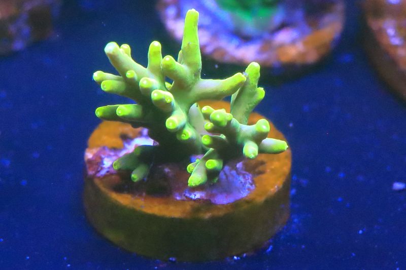 Small golden dragon acro WYSIWYG